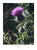 Common Thistle