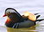 Mandarin Duck (male)