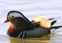 Picture Title - Mandarin Duck (male)