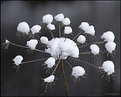 Picture Title - Winter flower