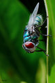 Picture Title - fruit fly 