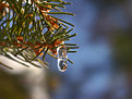 Picture Title - Iced pine