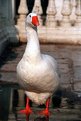 Picture Title - goose looking at the photographer