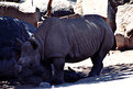 Picture Title - Rhino Baby