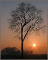 Picture Title - Tree in sunrise