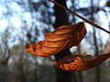 Picture Title - Leaves In The Light III