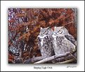 Picture Title - Sleeping Eagle Owls