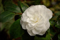Picture Title - White Camellia