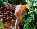 Picture Title - Bambi