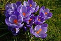 Picture Title - Crocuses