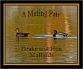 Picture Title - A Mating Pair