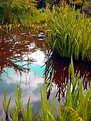 Picture Title - pond and clouds