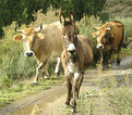Picture Title - Mule and Cattle on the Way