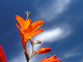 Picture Title - Red Flower - Flor Vermelha