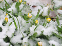 Picture Title - Blooming through the snow