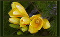 Picture Title - === FREESIA ===