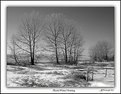 Picture Title - Alberta Winter Morning