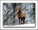 Picture Title - ReSubmit Bighorn