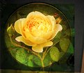 Picture Title - Antique Rose