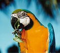 Picture Title - guacamaya