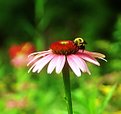 Picture Title - bee on the flower