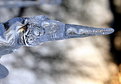 Picture Title - Ice bird