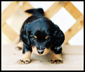 Picture Title - Boo (Dachshund Puppy)