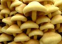 Picture Title - Hypholoma fasciculare