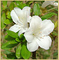 Picture Title - White Azalea