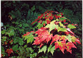 Picture Title - Fall Leafs
