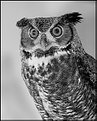 Picture Title - Portait of an Owl