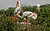 Storks at Vedanthangal
