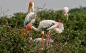 Picture Title - Storks at Vedanthangal