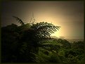 Picture Title - Rainforest view