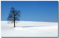 Picture Title - a tree and its shadow