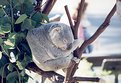 Picture Title - Koala sleeping