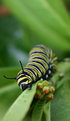 Picture Title - Monarch Caterpillar