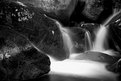 Picture Title - Margurite, Rock & Water 4