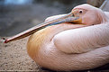 Picture Title - pelican 2