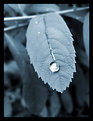 Picture Title - Frozen Teardrop