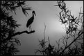 Picture Title - Open-mouthed Asian Stork