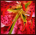 Picture Title - Stargazer Lily Slippers