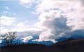 Picture Title - Nest,tree,clouds