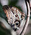 Owl Butterfly