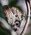 Picture Title - Owl Butterfly