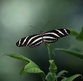 Picture Title - Zebra Longwing Butterfly