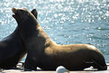 Picture Title - Get Off My Pier!