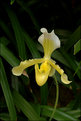 Picture Title - Yellow Orchid