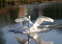 Picture Title - Splash Landing