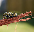 Picture Title - Caterpillar 